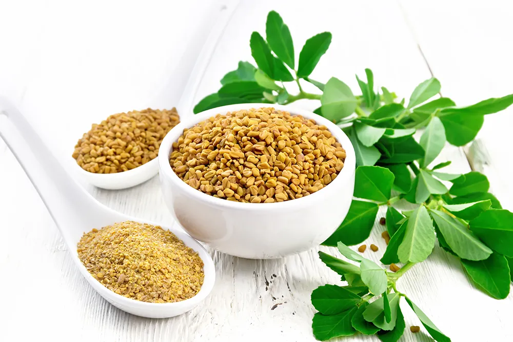 Fenugreek plante med frø